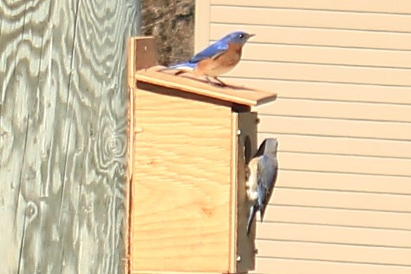 Couple de merle bleu