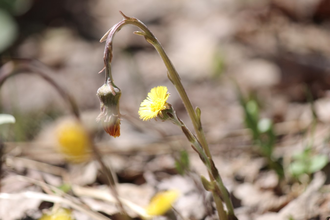 première couleur du printemps