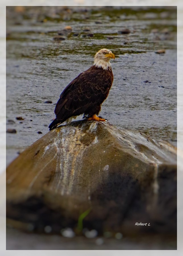 Pygargue à tête blanche