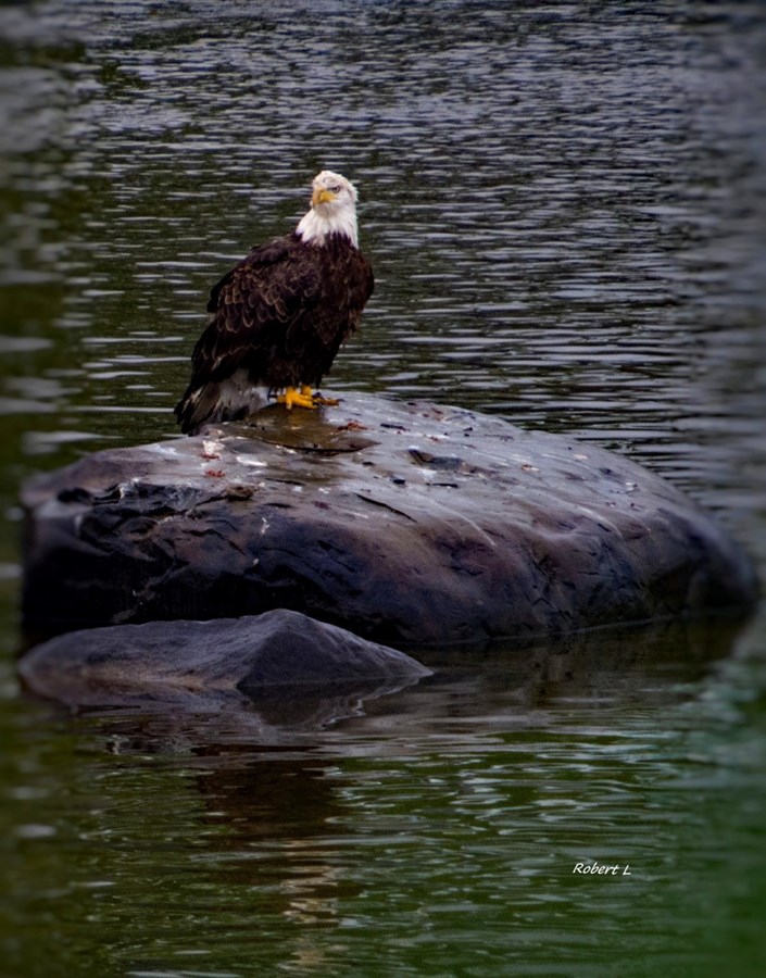 Pygargue à tête blanche