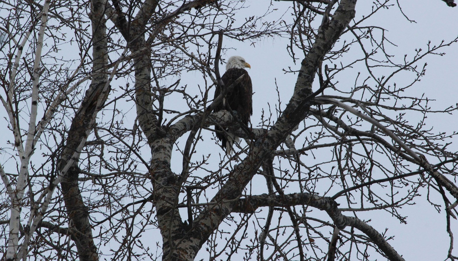 Pygargue à tête blanche