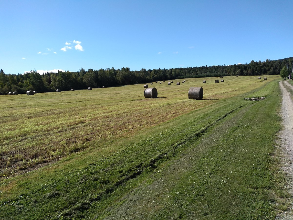 La période des foins