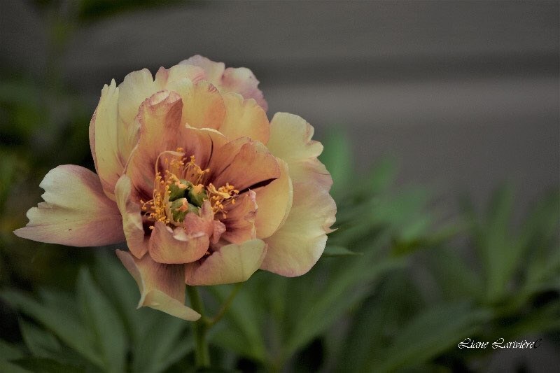 Beauté de la pivoine 