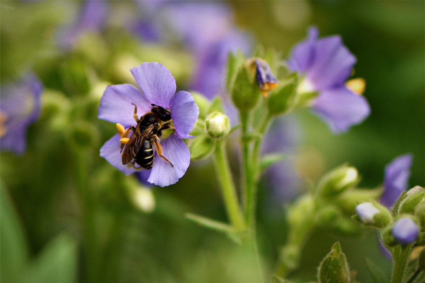 Belle prise d’un bourdon 
