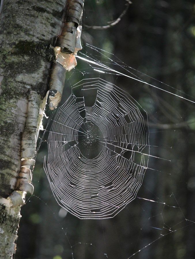 Papillon gourmand...