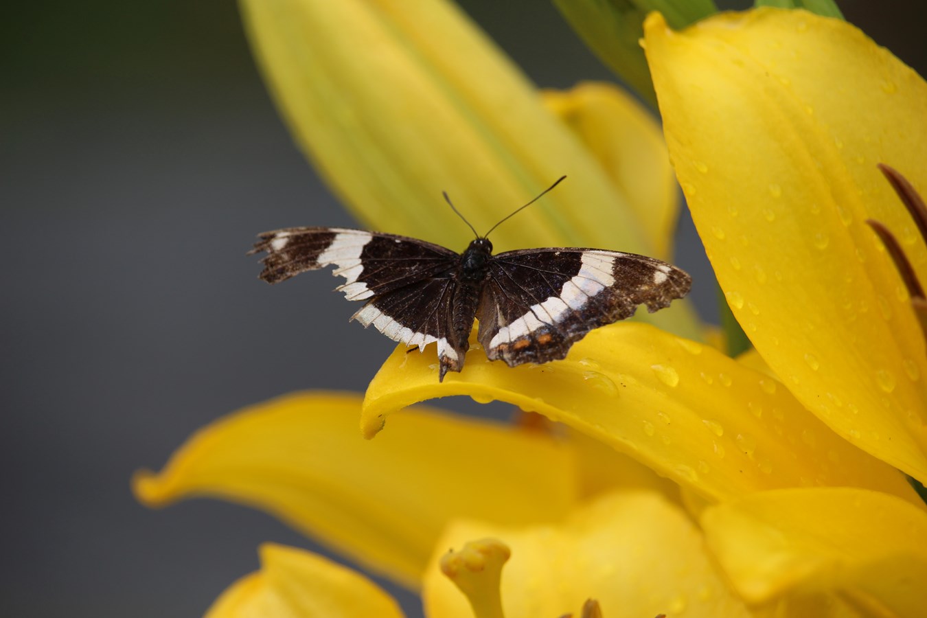 Papillon gourmand...