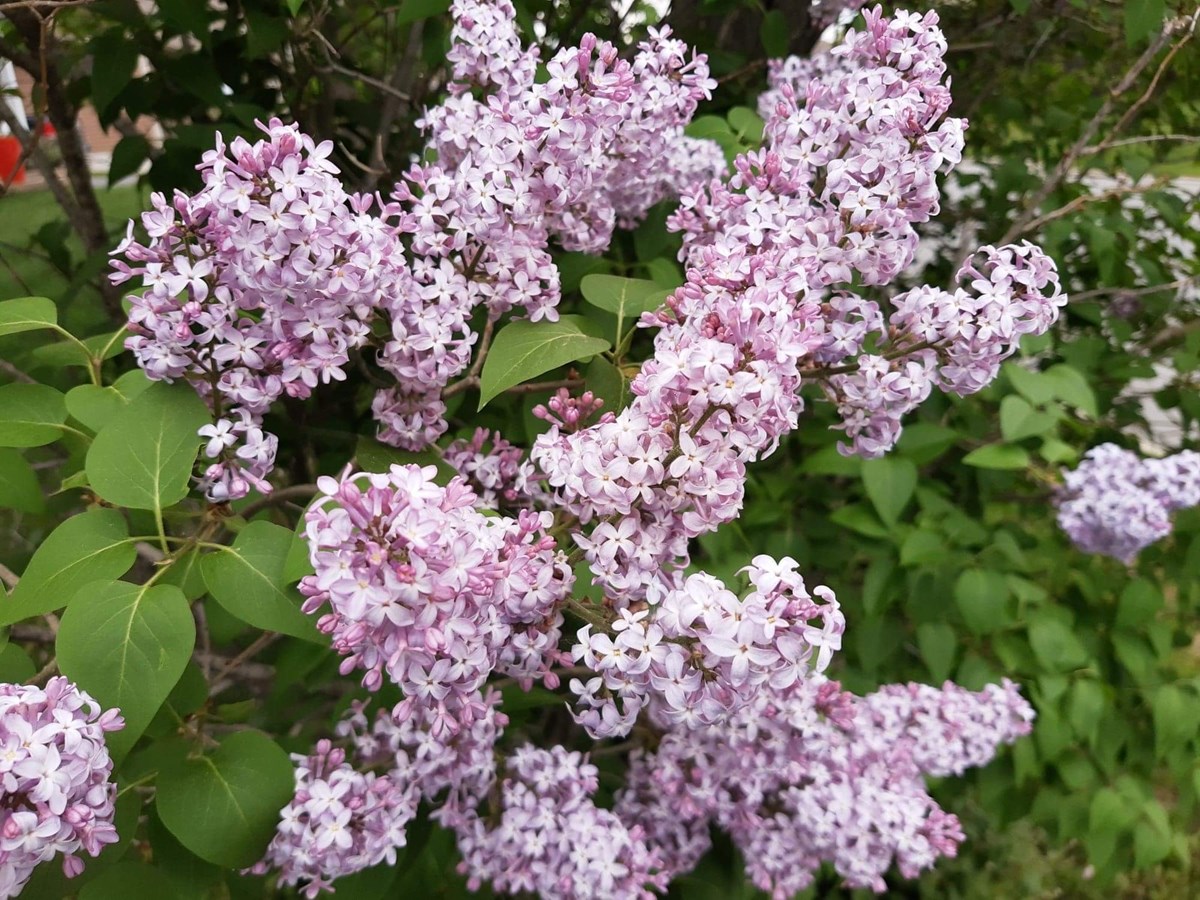 Lilas