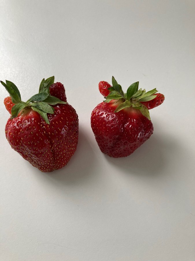 Fraises avec oreilles