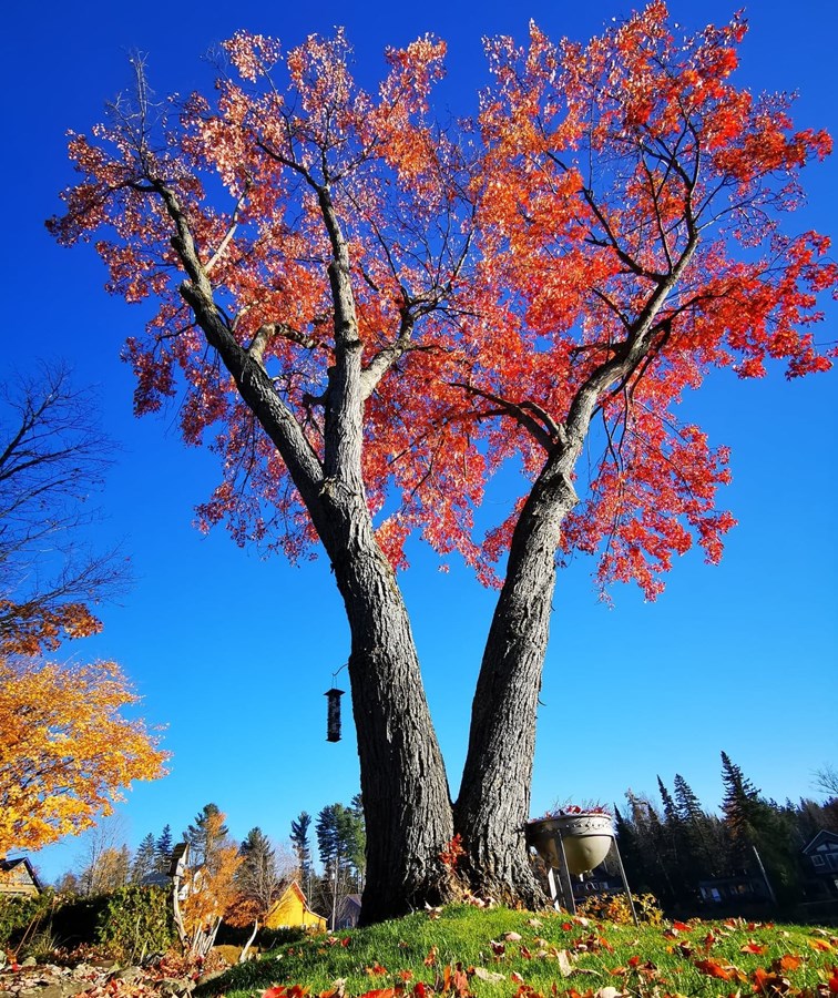 Géant avec son feuillage au vent!