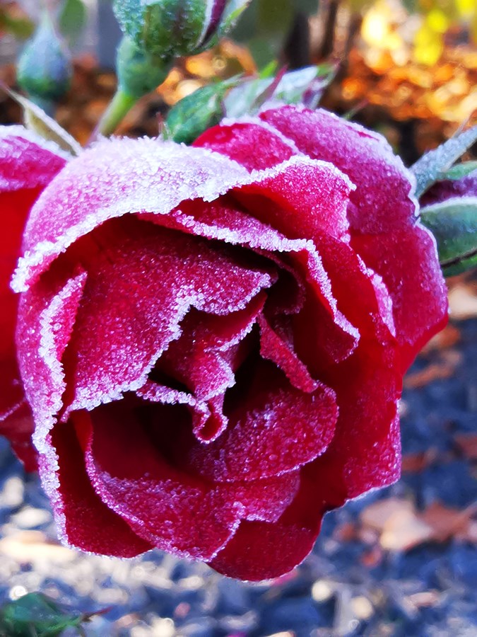 La Beauce dans toute sa splendeur! 