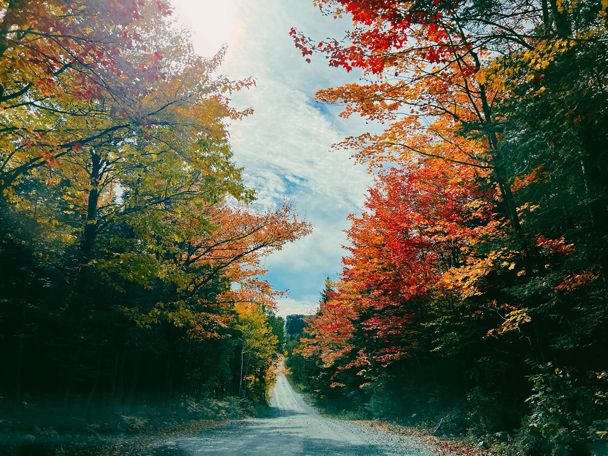 The color of the autumn