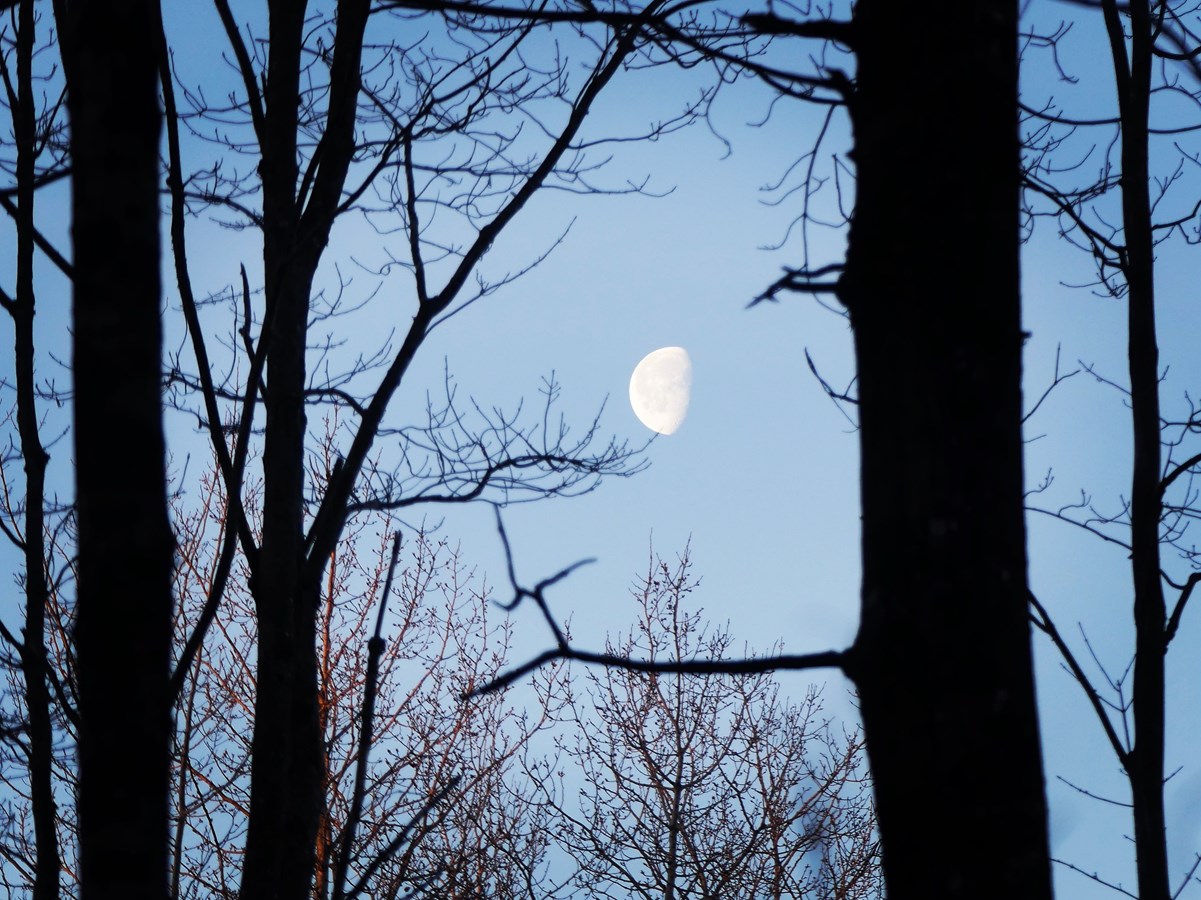Matin dans la forêt 