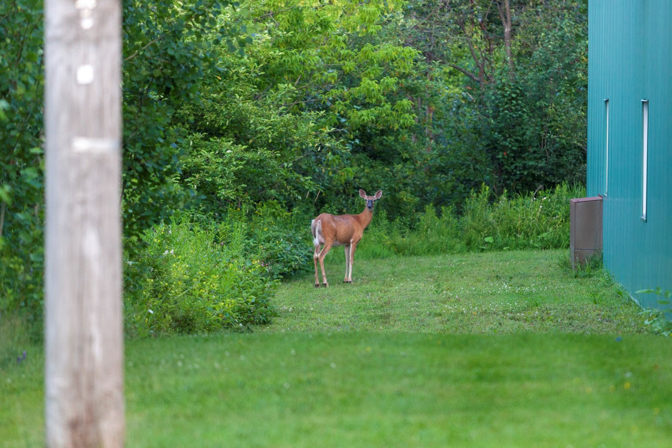 Chevreuil sur la 181e Rue 