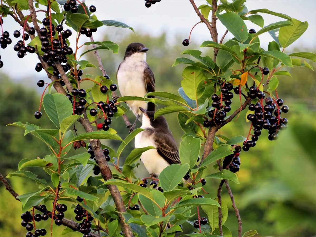 Dégustation CERISES,,
