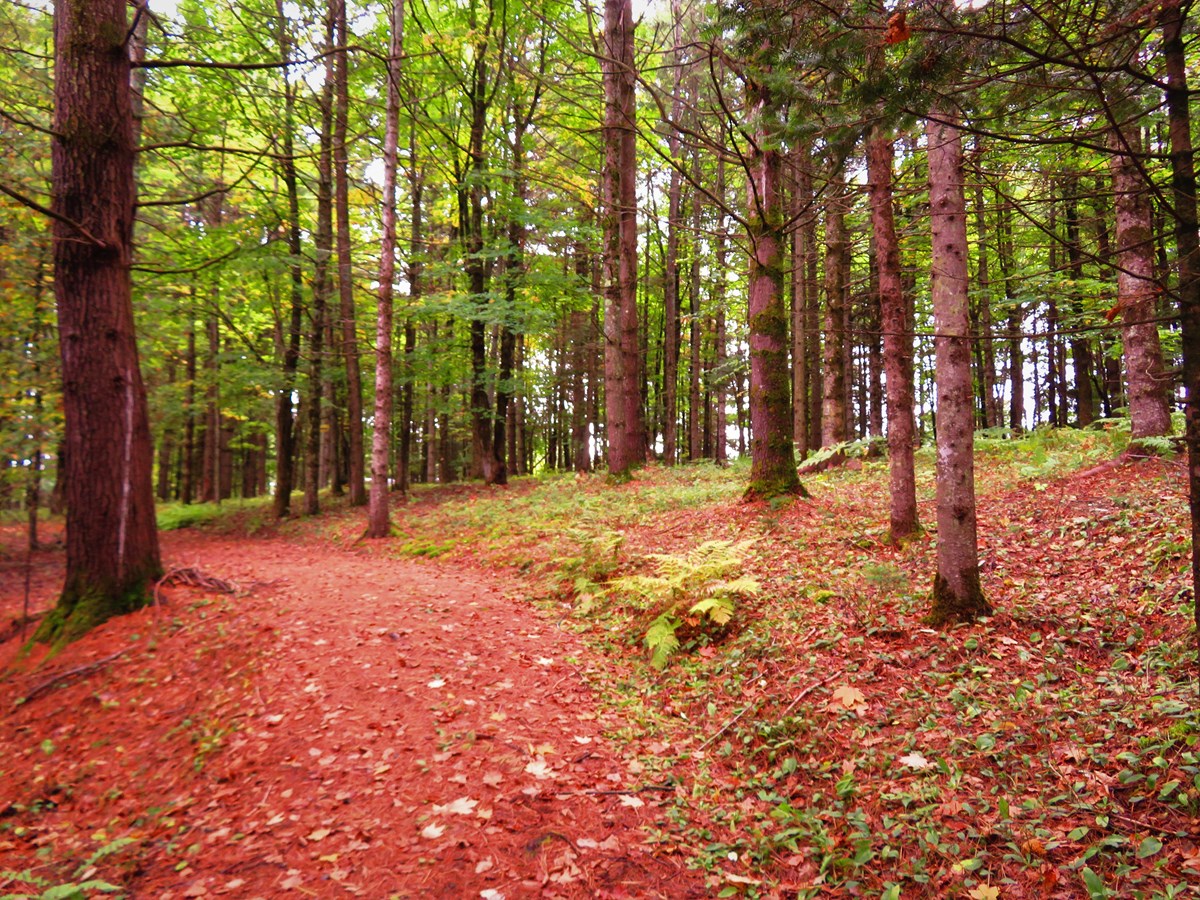 Au Pays de l'Érable