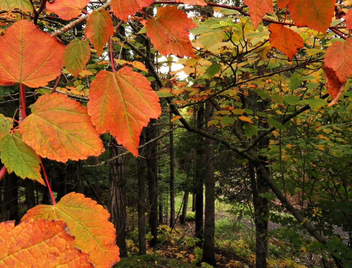 L'automne à nos portes