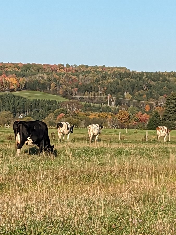 Pâturages D'automne 