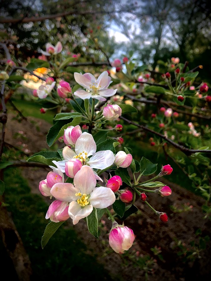 Beautées du printemps