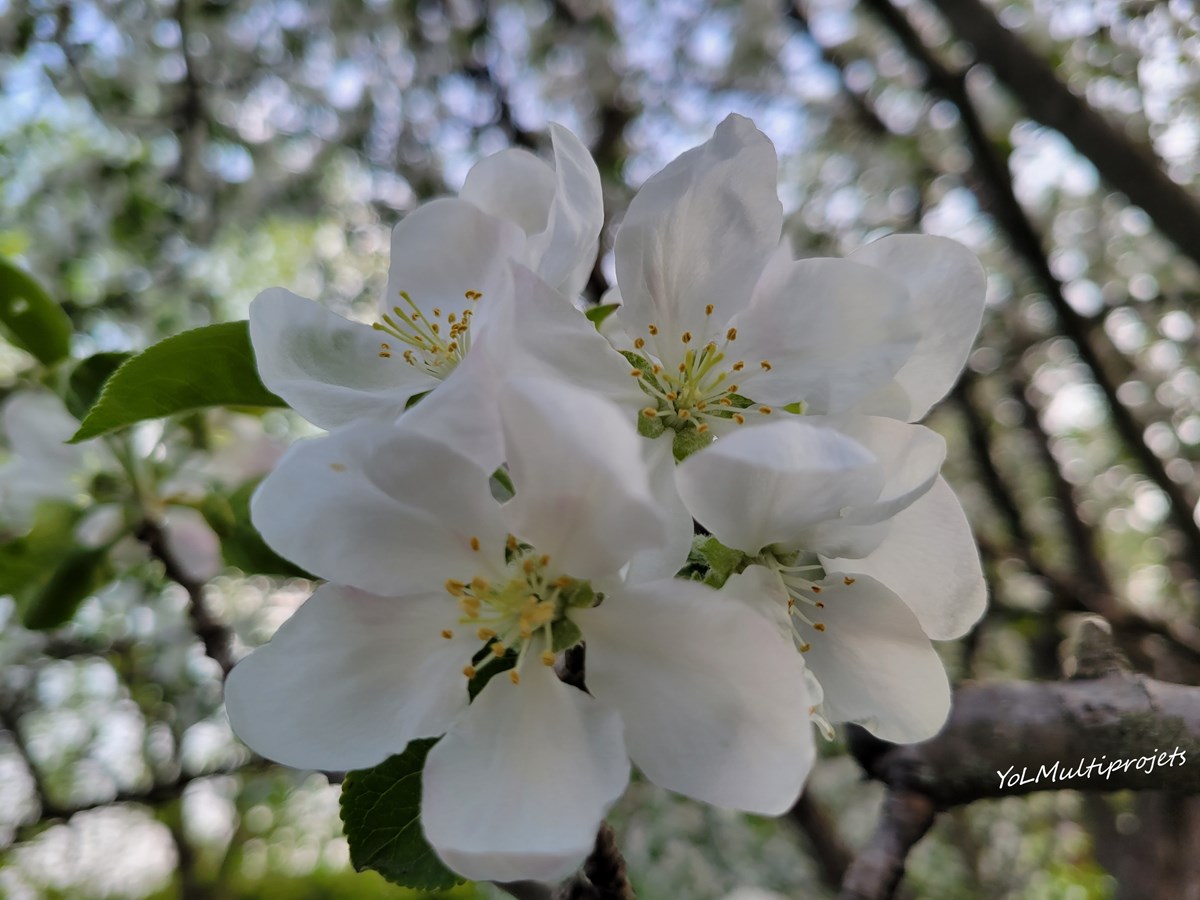 Fleurs de mon pommier
