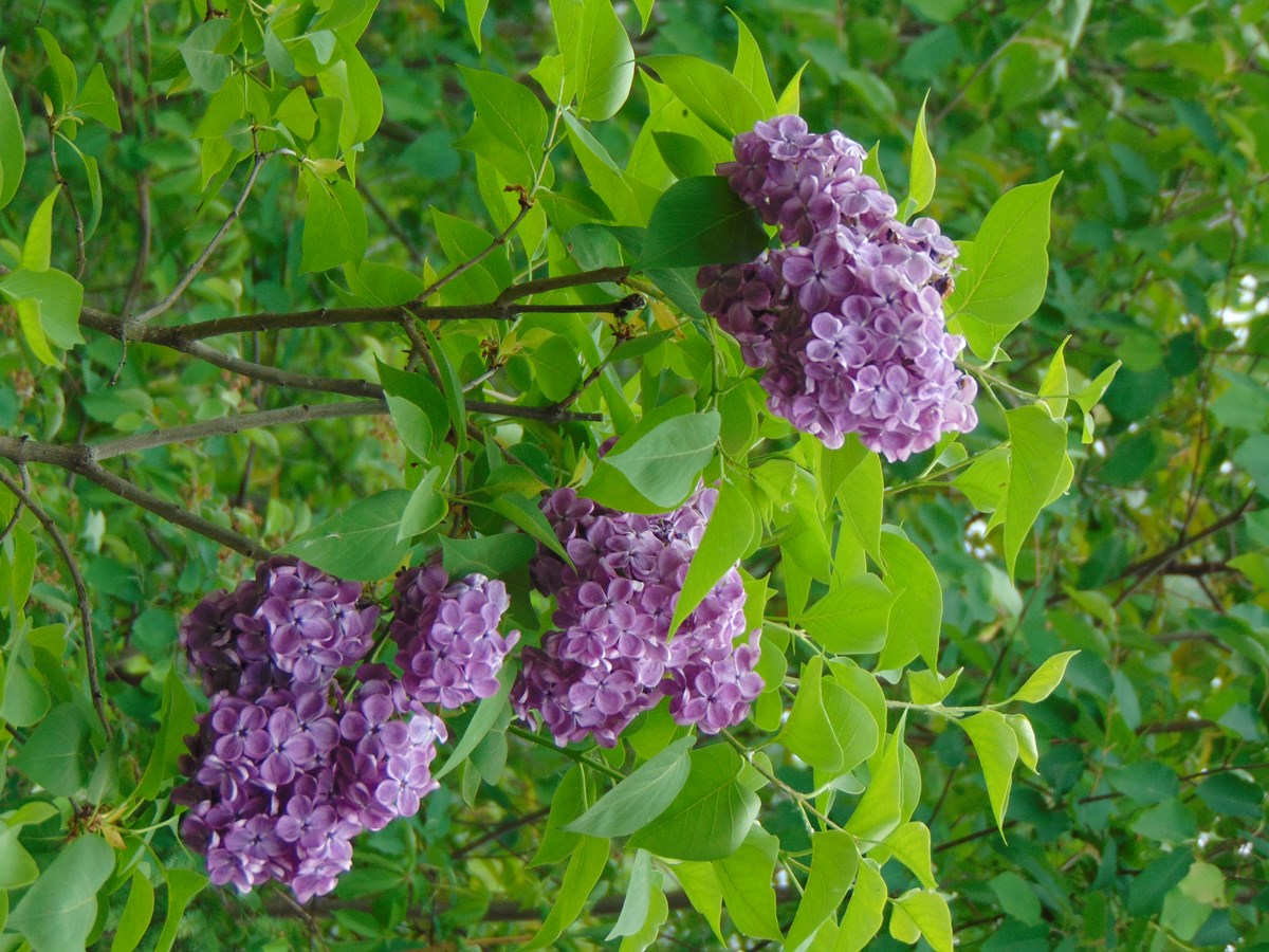 Le temps des lilas