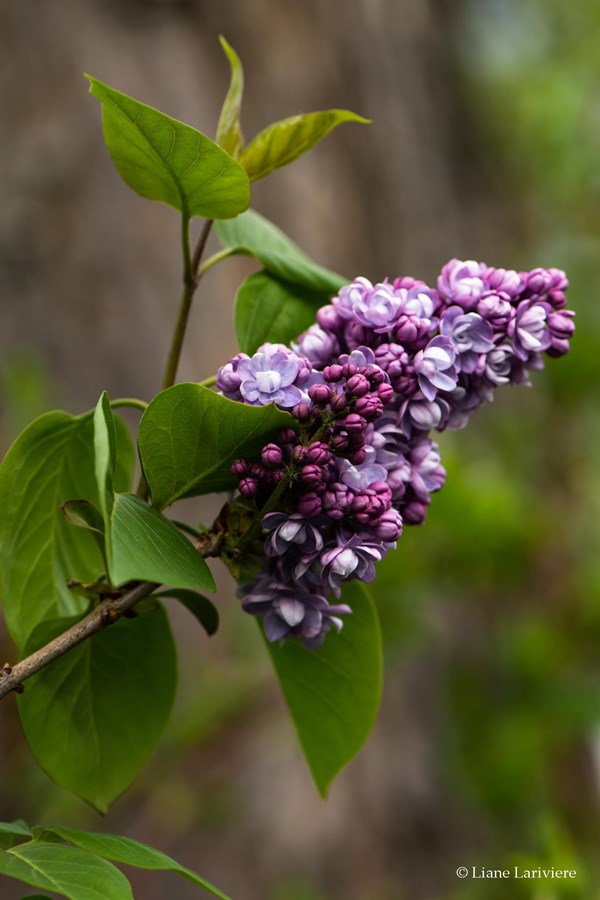 Lilas des passerelles 