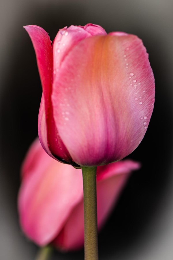 Lilas des passerelles 