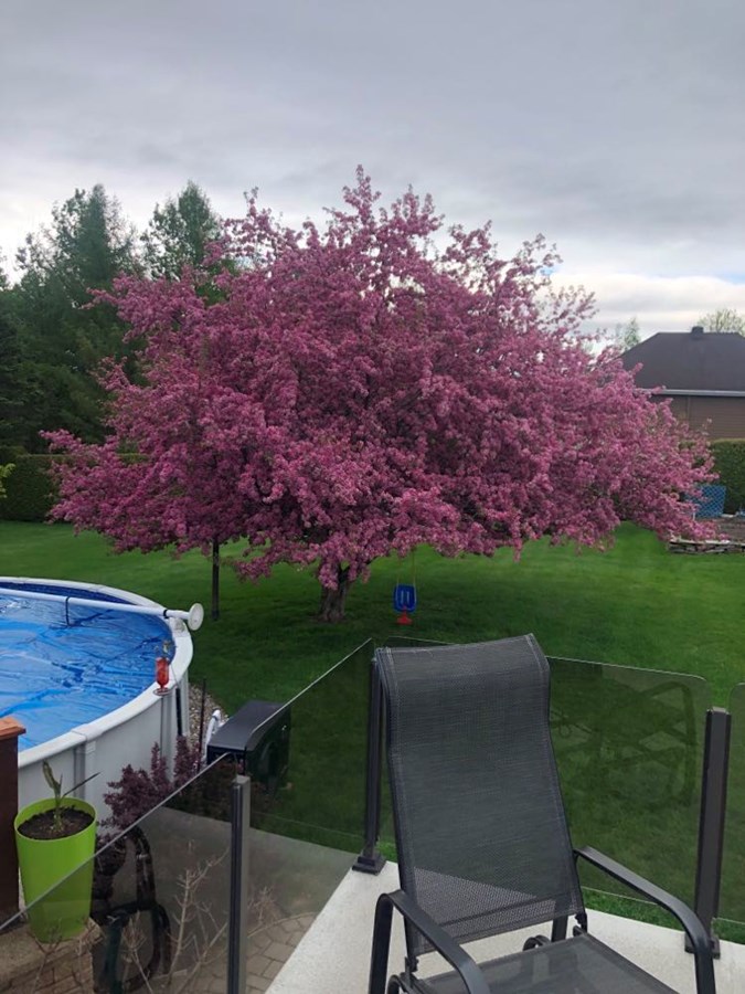 Pommetier décoratif