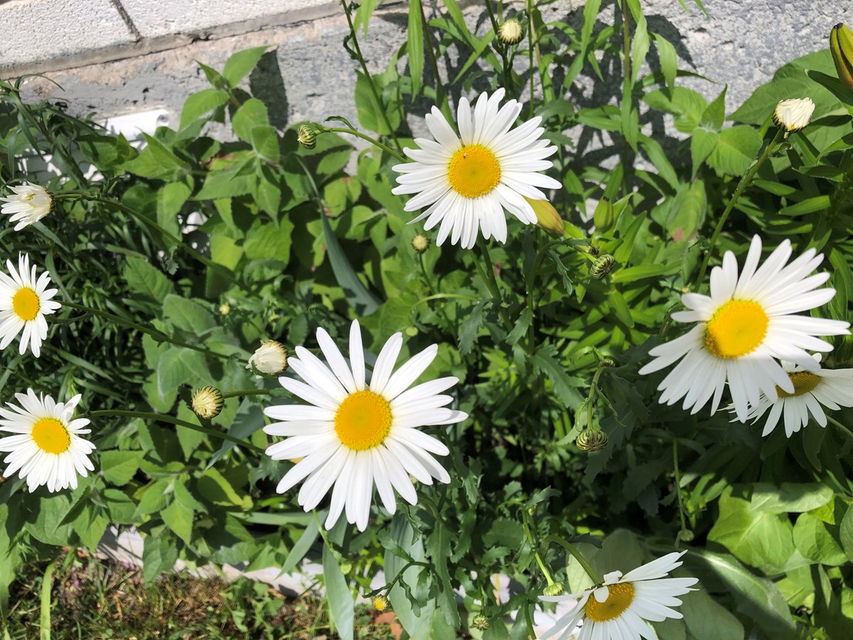 Marguerites