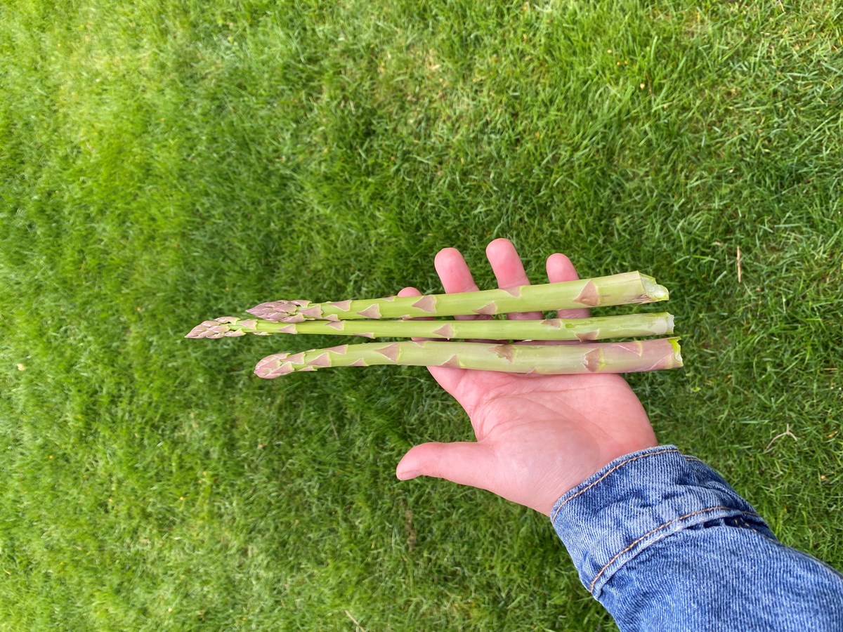 récolte d'asperges