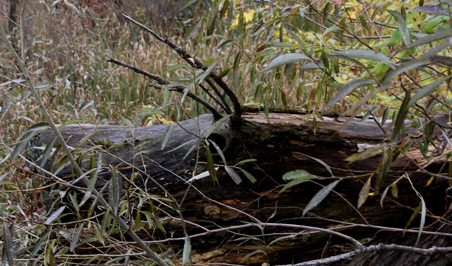 Caribou, Domaine Taschereau - Parc Nature