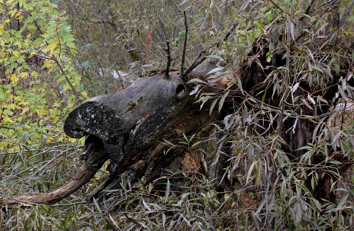 Caribou,  Domaine Taschereau - Parc Nature