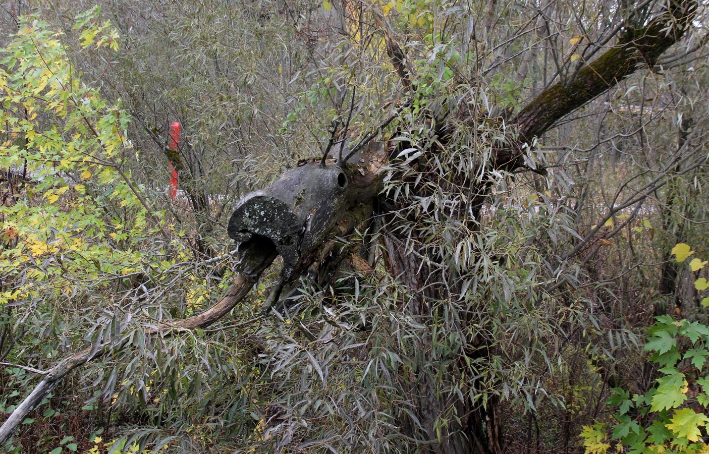 Caribou, Domaine Taschereau - Parc Nature
