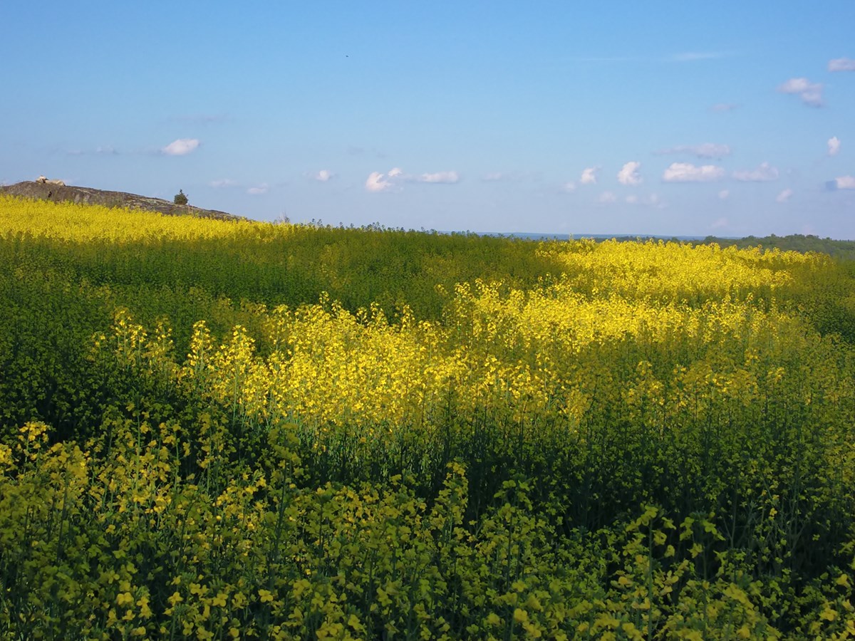 Champs de canola