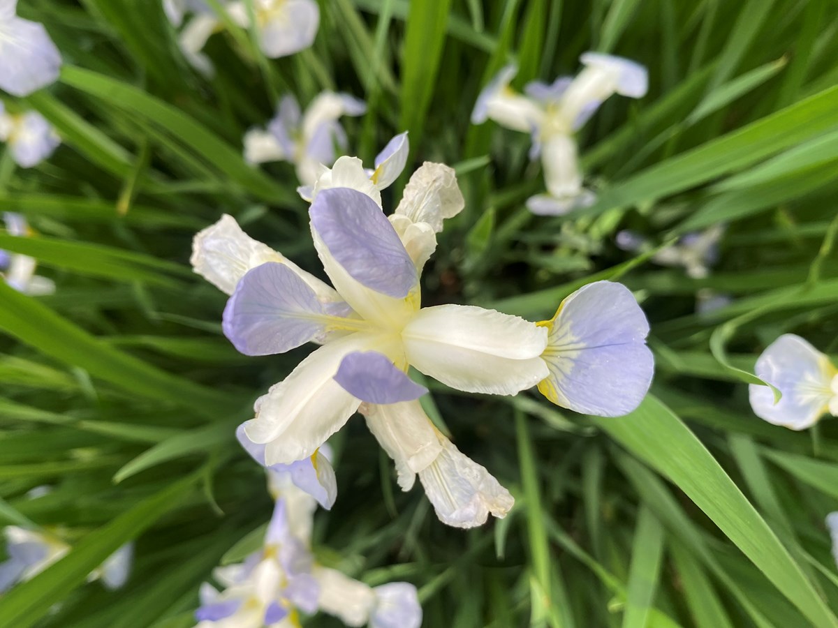 L'emblème du Québec