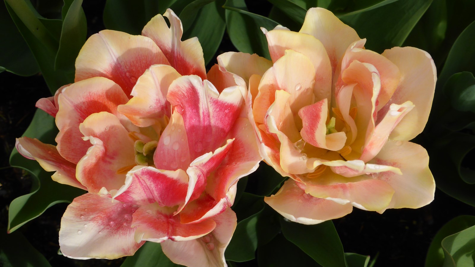 Tulipes doubles 2024