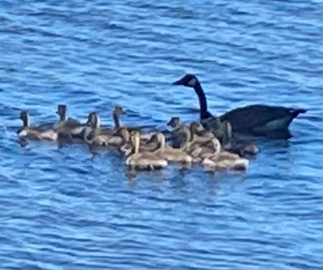 Une couvée de canards du printemps